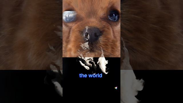 Pawfect has to say you something смотреть онлайн