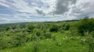 Wind noise and nature sounds in a mountain meadow