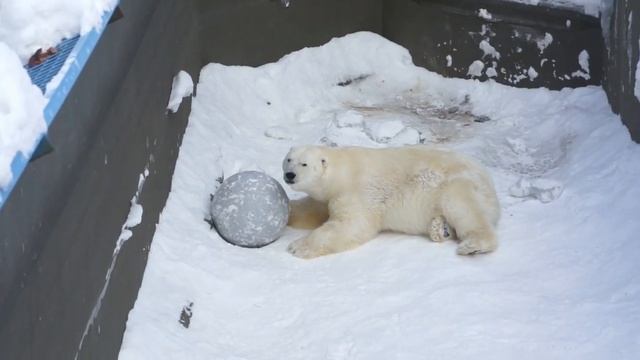 Цирковое представление от белого медведя Кая. смотреть онлайн