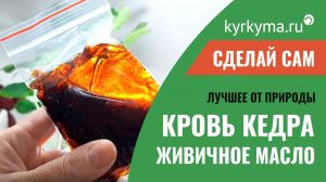 Живица кедровая в слитках