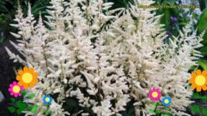 Астильба арендса Бамалда. Краткий обзор, описание характеристик astilbe arendsii Bumalda