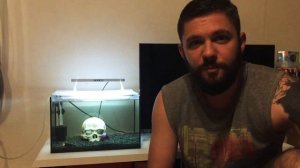 Улитка Тиломелания в аквариум на 20 литров