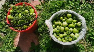 Томаты убраны,  помидоры спасены,   фитофтору нах