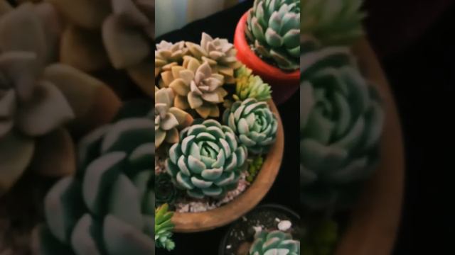 cuidados de la #echeveria elegans cómo reproducir,#suculentascoloridas #plantas #plantas смотреть онлайн