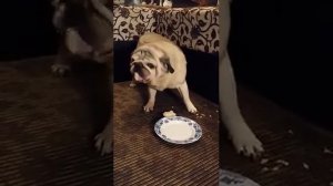 мопс Шаня 15 лет, день рождение (Жорж Бой)