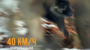 Амурский тигр – быстрый и опасный Владыка тайги! Самый крупный из