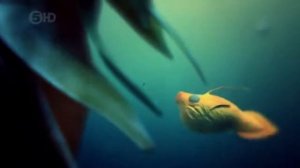 Открытия телескопа Кеплер