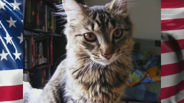 Cats : Photography Set 2 смотреть онлайн