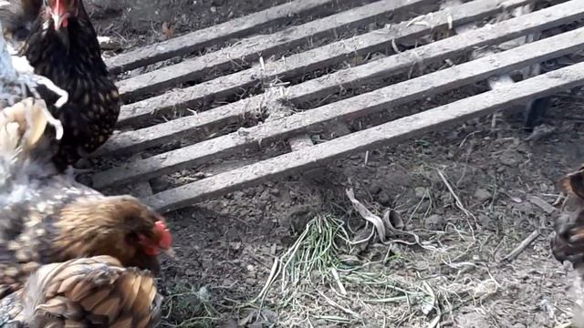 ?ОРПИНГТОН ЧЁРНЫЙ ОКАЙМЛЕННЫЙ ЗОЛОТО ? смотреть онлайн