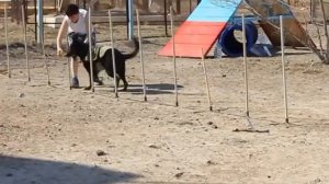 ВЕО Альфа вл.Сон Михаил, элементы аджилити