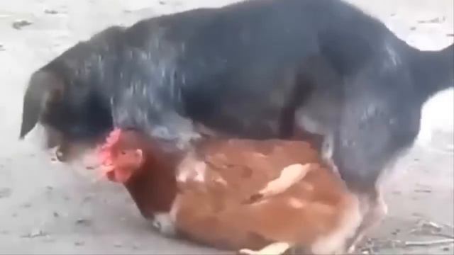 Funny dog mating - Dog mating with cat, pig, duck, monkey, goat | Dog mating with other animals