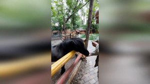 Пятигорск.  Зоопарк БЕРЕНДЕЕВО. Кормление животных. 21мая 2023г.