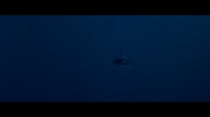 5 классных фильмов о противостоянии акулы и человека. Лучшие фильмы