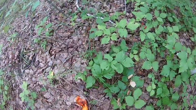 Кто не спрятался, я не виноват. Жизнь в Сибири. смотреть онлайн