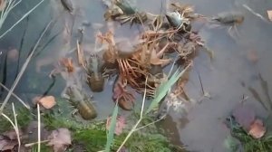 Ловля раков в Московской области