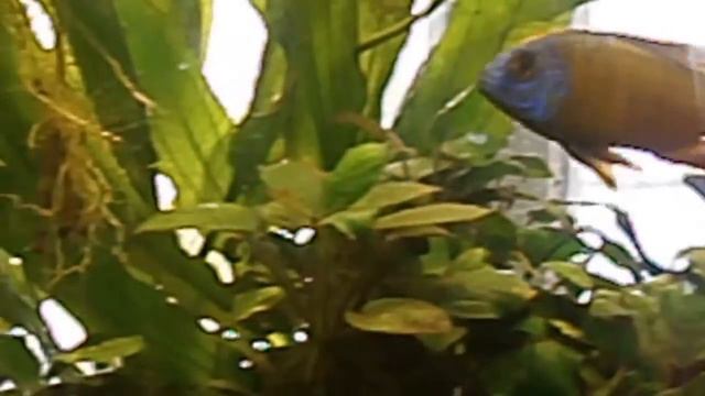 Будни старого аквариума. смотреть онлайн