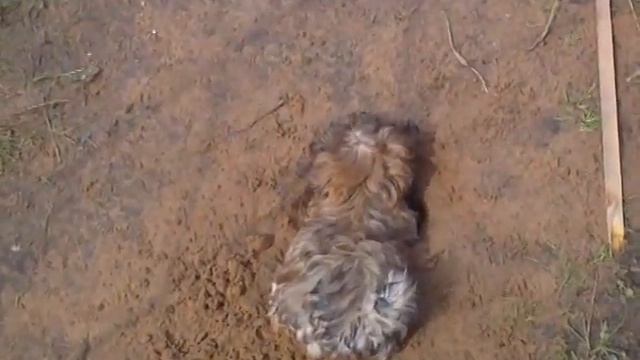 Русская цветная болонка. Мона. смотреть онлайн