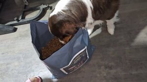 Усовершенствования нашего корма