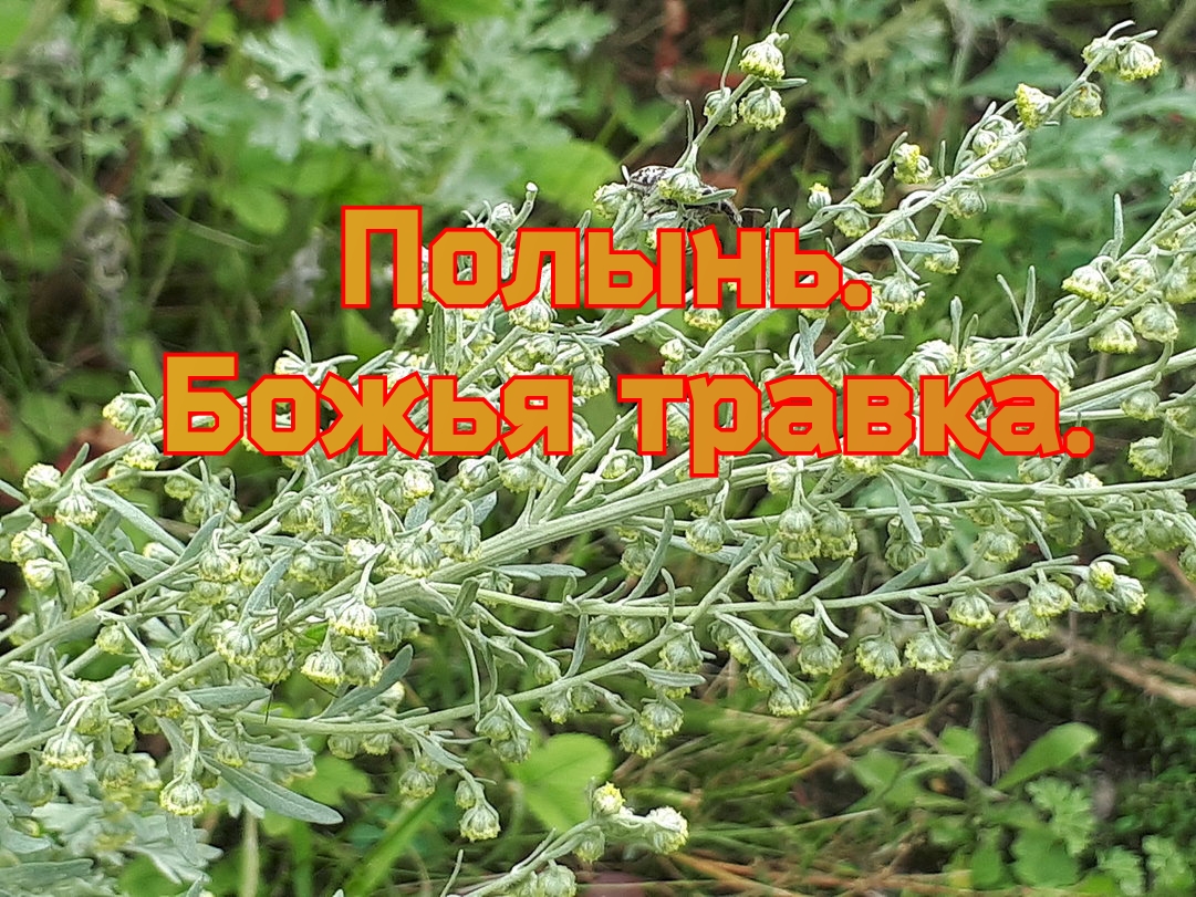 Когда собирать полынь для магии. Собрать Полынь на Успение. Когда собирать Полынь.