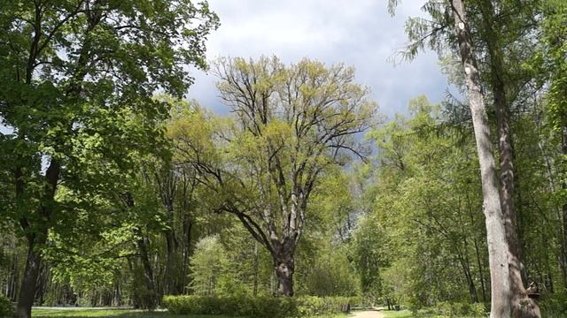 Видеозарисовка о главной реликвии Спасского парка смотреть онлайн