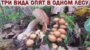 ?ПОШЛИ ЗИМНИЕ ОПЯТА В ПОДМОСКОВЬЕ ?ТРИ ВИДА ОПЯТ В ОДНОМ ЛЕСУ