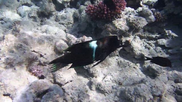 Корис клоун Coris aygula. Из Губановых. clown coris.DSCF0376 смотреть онлайн