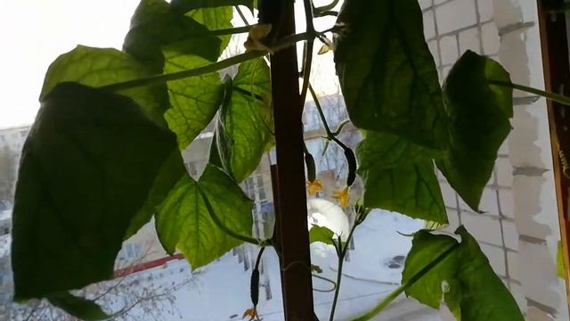 Выращивание огурцов дома на окне сорт Шоша 19.12.20