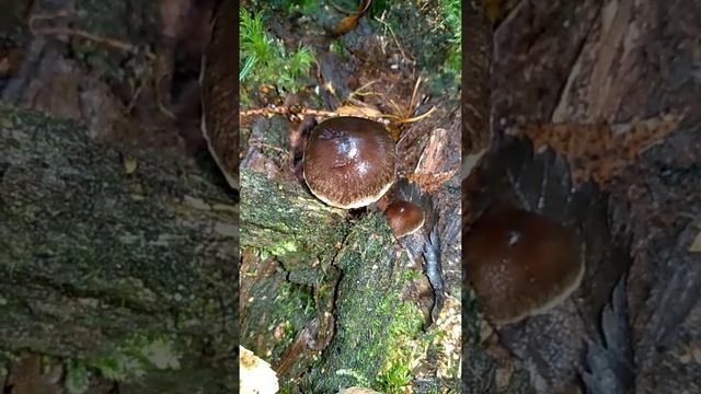 ГАЛЕРИНА БОЛОТНАЯ.Смертельно-ядовитый гриб. смотреть онлайн