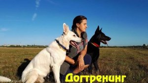 ДТ-1. Лайфхаки для владельцев собак.  Часть 1.