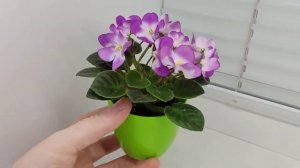 Фиалка Н-Жаворонок