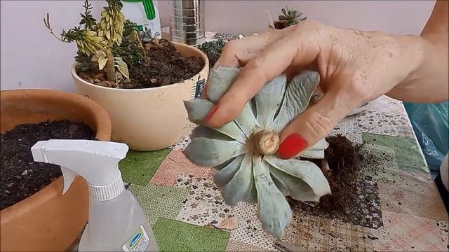 REPLANTES NAS BACIAS DE SUCULENTAS + FLORES DA PATINHA DE URSO + BEIJA FLOR смотреть онлайн