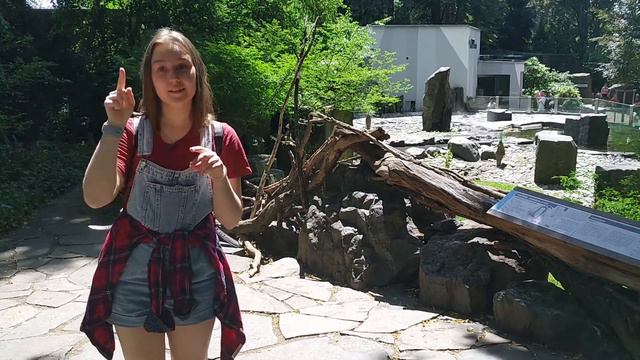 Минутка в зоопарке | Пингвины (с субтитрами) смотреть онлайн