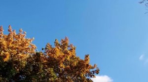 Золотая осень музыка