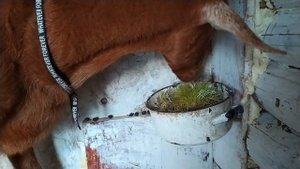 чем кормлю коз осенью? как увеличиваю удой? /зверь на воле village life vlog