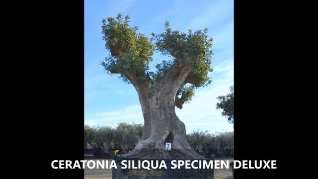 Ceratonia Siliqua Specimen // Algarrobo Ejemplar. Plantas Mediterráneas смотреть онлайн