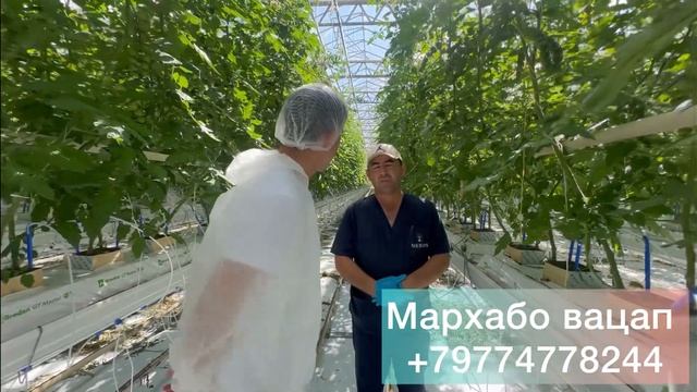 Ҷои кор барои Марду Зан дар Теплица #Абдугафор смотреть онлайн