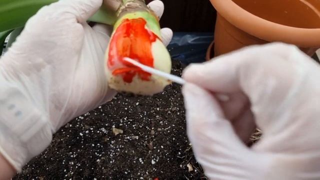 омоложение луковицы гиппеаструма, срезка копыта смотреть онлайн