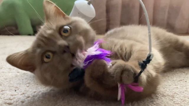 Шотландские вислоухие котята.Игрушка для котят автоматическая.