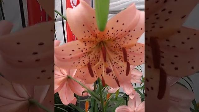 Lilia tygrysia ? Lilium tigrinum 'Pink Giant' ? Zobacz jak wygląda ? - CEBULE które KWITNĄ -