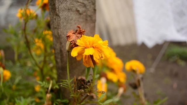 цветы смотреть онлайн