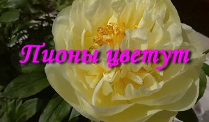 Пионы цветут
