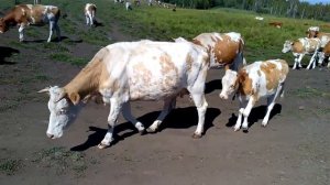 Коровы , общение с людьми .