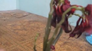 Пуансеттия (Рождественская Звезда) после цветения - выбросить или оставить?