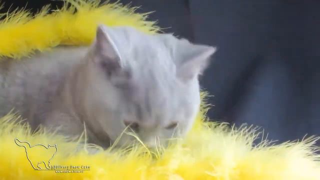 Как выглядит наша серая британская кошка смотреть онлайн