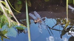 Родник в деревне Быкова Богдановичского района