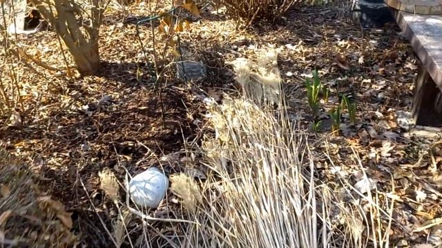 Как прошлогодняя листва и сухостой спасут вашу землю от пересыхания, а ноги от намокания смотреть онлайн