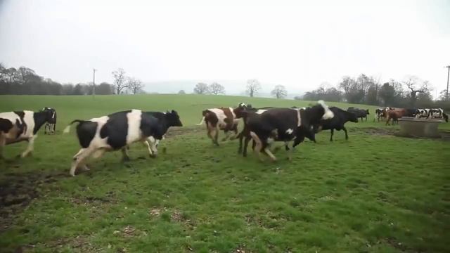 Веселые приколы с коровами смотреть онлайн