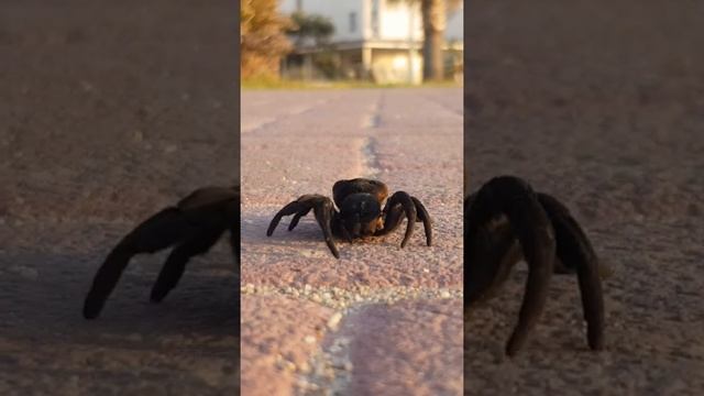 #spider #animals #macro #eresus #kuşadası  [] Sahilde  zehirli eresus örümceğini gördük