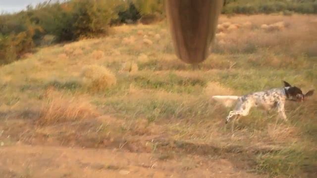 Trigonia enarksi смотреть онлайн