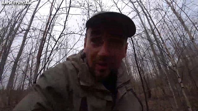 Первые весенние грибы / Сморчок шапочковый смотреть онлайн